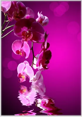Produktbild von Wallario Wandbild Rosafarbene Orchidee  Blüten in pink, Größe: 70,30 x 100,30 cm, Poster mit weißem Kunststoffrahmen