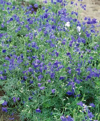 Produktbild von Delphinium grandiflorum 'Blauer Zwerg', Rittersporn, blau, ca. 9x9 cm Topf