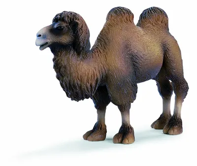 Obrázok produktu pre Schleich 14348 - Divoký život, Baktrijská ťava