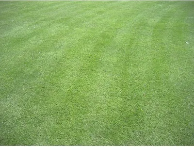 Produktbild von Kiepenkerl RSM 3.2 Sportrasen Regeneration - mit Poa pratensis 10kg