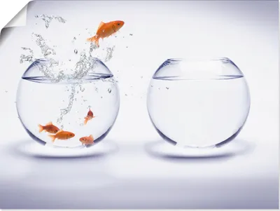 Produktbild von ARTland Poster Goldfischaquarium Größe: 60x45 cm