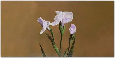 Produktbild von Coloray Bild aus Leinwand 140x70 Leinwand Dekoration - Blumen Pflanzen