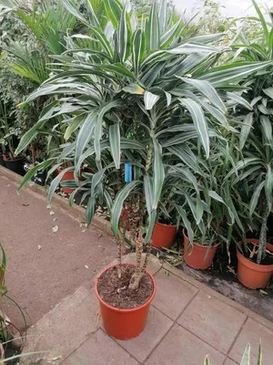 Obrázok produktu pre Dracaena deremensis 'Warneckii' 140 cm – dračie stromček – izbová rastlina – zelená rastlina