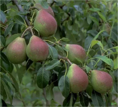 Produktbild von Terrassenobst Birne Kleinobst Balkon Terrasse Birnenbaum Obstbaum viele Sorten, Terrassenobst:Birne Clapps Liebling