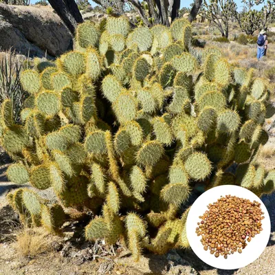 Obrázok produktu pre Opuntia Chlorotica - 10 ks semien - Mrazuvzdorná do -12 °C - Opuncia chlorotická