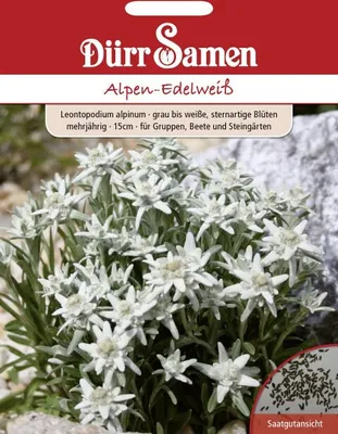 Produktbild von Alpen-Edelweiß | Alpen-Edelweißsamen von Dürr Samen