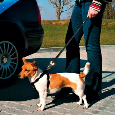 Image de Trixie guide court de remplacement 4060 cm/20 mm