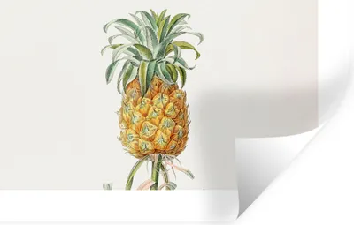 Produktbild von MuchoWow® Wandtattoo Wandsticker Wandaufkleber Ananas - Pflanze - Lebensmittel 120x80 cm Selbstklebend und Repositionierbar - Selbstklebend - Fototapeten