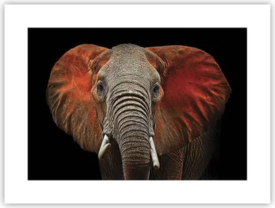 Produktbild von Poster - Poster ohne Rahmen - Elefant Rot Ohren - 40x30 cm - Wand Bild - Wanddeko - Wandbilder - Kunstposter - Wandposter - Bilder - Kunstdruck - Wanddekoration - Wandbild - P2XAA40x30-4237