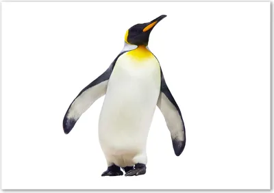Produktbild von Tulup® Glas-Bild - 100 x 70 - Wandbild aus Glas - Wandkunst - Wandbild hinter gehärtetem Sicherheitsglas - Tiere - Pinguin - Weiß