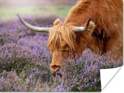 Produktbild von MuchoWow® Poster Schottische Highlander - Tiere - Heide 120x90 cm - Wandbild