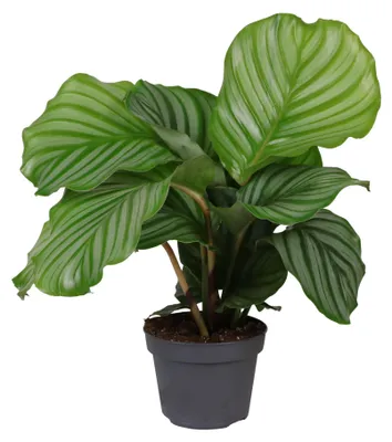 Immagine prodotto di Calathea orbifolia 30-40 cm - Maranta a foglia rotonda - Pianta da appartamento - Adatta agli animali domestici