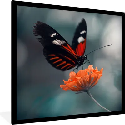 Produktbild von MuchoWow® Gerahmtes Poster Schmetterling - Blume - Insekt 40x40 cm - Poster mit Schwarzem Bilderrahmen Wandposter Rahmen Foto Bilder - Mit Rahmen - Wanddekoration Schlafzimmer