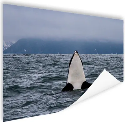 Produktbild von MuchoWow® Poster Orca über Wasser 180x120 cm - Fotoplakat