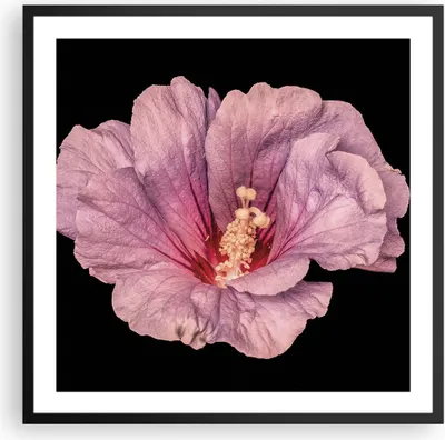 Produktbild von Gerahmtes Poster - Schwarzer Rahmen - Hibiskus Blume Rosa - 60x60 cm - Wand Bild - Wanddeko - Wandbilder - Kunstposter - Wandposter - Bilderrahmen - Bilder - Kunstdruck - P2BAC60x60-4481