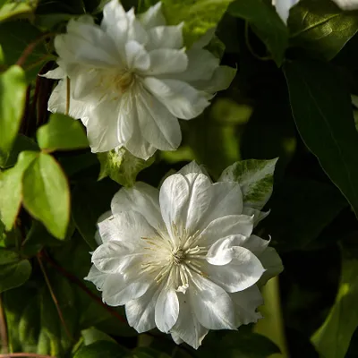 Produktbild von Clematis Duchess of Edinburgh 2L