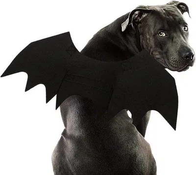 Productafbeelding van Hond Vleermuiskostuum voor Halloween - Cosplay Kostuum met Vleugels