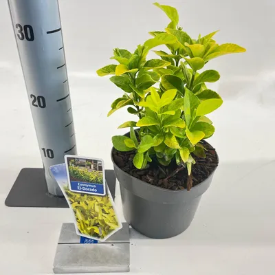 Produktbild von Euonymus jap. El-Dorado  - Spindelstrauch | 20-25 cm im Topf
