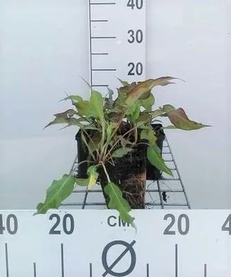 Produktbild von 6 x  Persicaria ampl. 'Dark Red' - Kerzenknöterich - Topf 9 x 9 cm