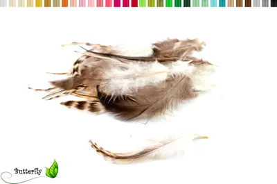 Produktbild von 20 Hahnenfedern CHINCHILLA ca. 8-13cm, Farbauswahl:naturell