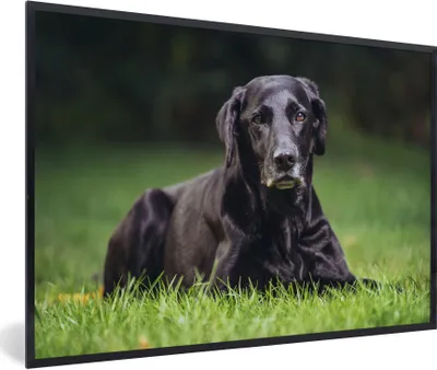 Produktbild von MuchoWow® Gerahmtes Poster Ein schwarzer Labrador im Gras 90x60 cm - Poster mit Schwarzem Bilderrahmen Wandposter Rahmen Foto Bilder - Fotorahmen - Foto-Plakat