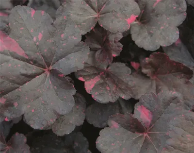 Produktbild von Heuchera "Midnight Rose" - Purpurglöckchen "Midnight Rose" im Topf 12 cm  - 12cm