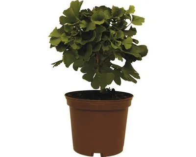 Obrázek produktu pro Jinan dvoulaločný FloraSelf Ginkgo biloba 'Mariken' výška 20-25 cm květináč 3,5 l