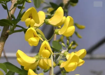 Produktbild von Laburnum anagyroides - Gemeiner Goldregen 60-100