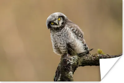 Produktbild von MuchoWow® Poster Jungtiere - Sperberkauz - Zweig 60x40 cm - Schlafzimmerdekoration