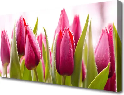Produktbild von Tulup Leinwand-Bilder 100x50 Wandbild Canvas Kunstdruck Tulpen Pflanzen