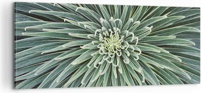 Produktbild von Bild auf Leinwand - Leinwandbild - Einteilig - Agave Grün Pflanze - 100x40cm - Wand Bild - Wanddeko - Wandbilder - Leinwanddruck - Bilder - Wanddekoration - Leinwand bilder - Wandbild - AB100x40-4905