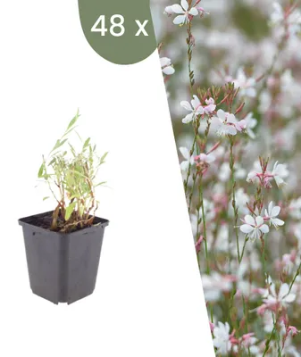 Image de Plants by Frank | 48 Plantes de gaura | Gaura lindheimeri | Plantes vivaces rustiques | Vivaces | Plantes de jardin