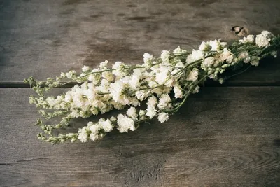 Produktbild von Delphinium in Weiß, naturbelassen, im Bund, Länge ca. 60cm | Rittersporne