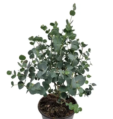 Produktbild von Eucalyptus gunnii 35cm Zimmerpflanze