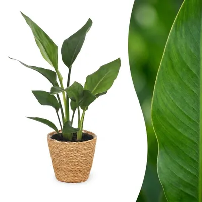 Zdjęcie produktu dla Strelitzia Reginea – kwiat rajskiego ptaka – w koszyku z trawy morskiej - 25-35cm - Ø12cm