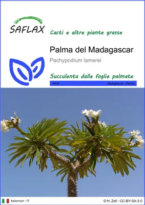 Immagine prodotto di SAFLAX  - Palma del Madagascar - 10 semi - Pachypodium