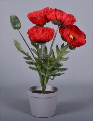 Obrázok produktu pre Nohel Garden Flower MÁK SUMMER X5 aranžmán 4 kvetov v kvetináči 32cm