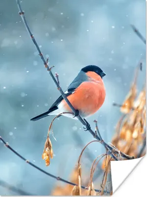 Produktbild von MuchoWow® Poster Rotkehlchen - Vogel - Schnee - Herbstliche Blätter 120x160 cm - Wandbilder