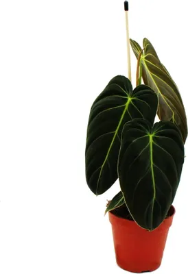 Zdjęcie produktu dla Philodendron melanochrysum - czarno-zloty przyjaciel drzewa - doniczka 12 cm