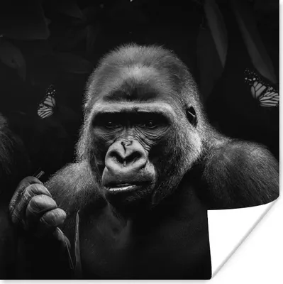 Produktbild von MuchoWow® Poster Tiere - Schmetterling - Affe - Schwarz - Weiß 50x50 cm - Wohnzimmerdekoration