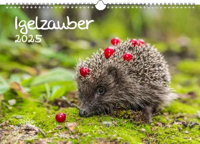 Produktbild von Igelzauber DIN A3 Kalender für 2025 Igel - Seelenzauber