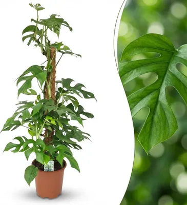 Produktbild von Green boutiQ - Zimmerpflanze - Mini-Fensterblatt - Monstera Minima Moosstab - Grün - Pflegeleicht - 1 Pflanze - Topf 19cm - Höhe 90cm