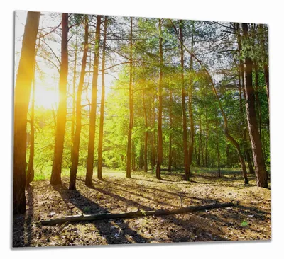 Produktbild von Wallario Herdabdeckplatte aus Glas, Größe 60 x 52 cm 1-teilig, Motiv Sonnenstrahlen tief hinter dem Wald