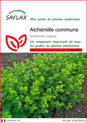 Image de SAFLAX  - Alchémille commune - 100 graines - Alchemilla