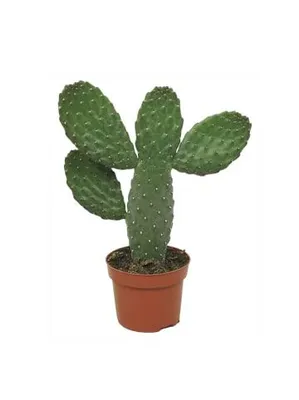 Produktbild von Opuntia Consulea Kaktus aus den Niederlanden, 25cm hoch, im 12cm Kulturtopf
