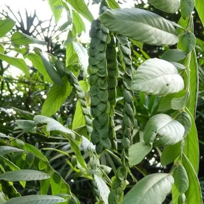 Obrázok produktu pre Jatsalpan (Phyllodium pulchellum)  – 10 semien