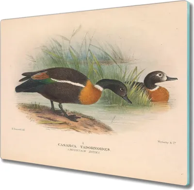 Produktbild von Coloray Kochplattenabdeckung Herdabdeckplatte 60x52 cm Hackbrett Schneidebrett Küchenbrett - Vögel Tiere