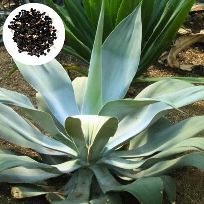 Obrázek produktu pro Semena Agave Pedunculifera - balení 10 ks - Odolná vůči suchu - Agáve stopkatá