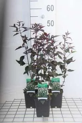 Immagine prodotto di 6 x Eupatorium rugosa 'Chocolate' - Senape d'acqua - Vaso 9 x 9 cm