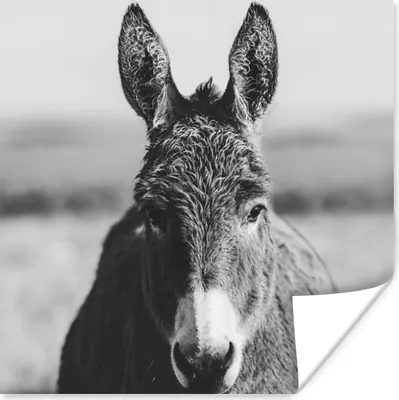 Produktbild von MuchoWow® Poster Esel - Schwarz - Tiere - Weiß 100x100 cm - Babyzimmer